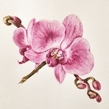Mein Abschlussprojekt für den Kurs: Botanische Illustration mit Wasserfarben. Projekt z dziedziny Trad, c, jna ilustracja,  Sztuki piękne,  Malarstwo,  R, sunek, Malowanie akwarelą, R i sunek botaniczn użytkownika mariaschreiner - 01.03.2023