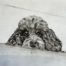 Gantroppas LLANO  Charocal. Traditional illustration project by Therese Keller - 03.01.2023