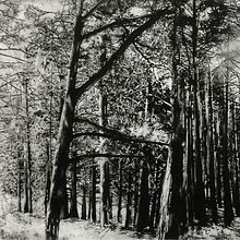 Continuidad de los bosques. Fotografia, Artes plásticas, Estampagem, e Gravura projeto de Juan Lara Hierro - 30.04.2009