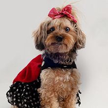 Mi proyecto del curso: Introducción a la fotografía de perros. Photograph, Portrait Photograph, Studio Photograph, Documentar, Photograph, Lifest, le Photograph & Interior Photograph project by Damian Gutiérrez - 03.03.2023