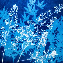 Cyanotype prints . Arts, and Crafts project by jacqui2000 - 03.04.2023
