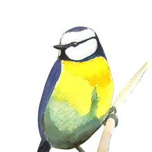 Bluebirds watercolor. Traditional illustration, Accessor, Design, and Watercolor Painting project by Clara Ferrer - 03.05.2023