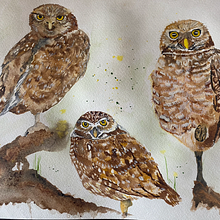 My project for course: Burrowing Owls. Traditional illustration, Watercolor Painting, Naturalistic Illustration, and Realistic Drawing project by cjgrieb - 03.05.2023
