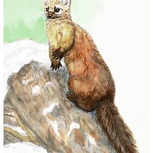 Pine Marten - my project for course: Scientific Illustration of Animals in Watercolor . Un proyecto de Ilustración tradicional, Pintura a la acuarela, Dibujo realista e Ilustración naturalista				 de Kara Skye - 03.03.2023