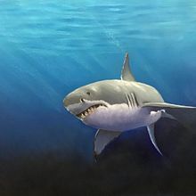 Great White  . Ilustrație tradițională de Nicole Cormier - 03.07.2023