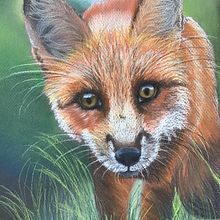 Nosy Fox . Ilustração tradicional projeto de Nicole Cormier - 07.03.2023