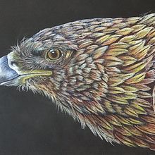 Eagle . Ilustração tradicional projeto de Nicole Cormier - 07.03.2023