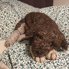Mein Abschlussprojekt für den Kurs: Realistische Kuscheltiere: Stricke einen Welpen. Fiber Arts, DIY, Knitting, and Textile Design project by a_reimann1990 - 03.08.2023