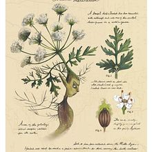 My project for course: Natural Illustration with Digital Painting. Un proyecto de Ilustración tradicional, Dibujo, Ilustración digital, Dibujo realista, Pintura digital e Ilustración naturalista				 de melizza - 06.03.2023