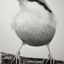 My project for course: Artistic Watercolor Techniques for Illustrating Birds. Ilustração tradicional, Pintura em aquarela, Desenho realista e Ilustração naturalista projeto de monikabartalis - 09.03.2023