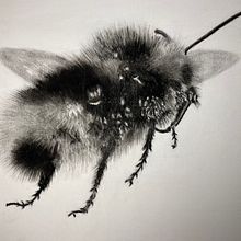 My project for course: Illustrating the Natural World with Watercolor and Charcoal. Ilustração tradicional, Pintura e Ilustração naturalista projeto de monikabartalis - 09.03.2023