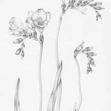 Flowers in graphite. Ilustração tradicional projeto de Penny Brown - 09.03.2023