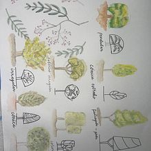 Mi proyecto del curso: Cuaderno botánico en acuarela . % Heidi De Luna tarafından hazırlanan Geleneksel illüstras, on, Sulubo, a Resim, Botanik İllüstras, on, Ve Eskiz defteri projesi - 03.10.2023
