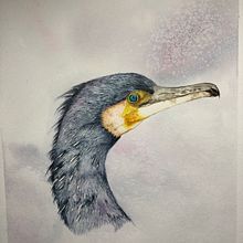My project for course: Naturalist Bird Illustration with Watercolors. Un progetto di Illustrazione tradizionale, Pittura ad acquerello, Disegno realistico e Illustrazione naturalistica di Jan Wilman - 10.03.2023