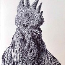 Gallo. Traditional illustration, and Artistic Drawing project by Florence Saje - 03.11.2023