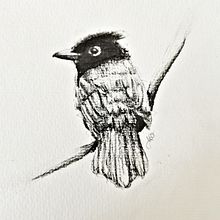 Mein Abschlussprojekt für den Kurs: Illustriere Vögel mit expressiven Aquarelltechniken. Traditional illustration, Watercolor Painting, Realistic Drawing, and Naturalistic Illustration project by Nathalie W - 03.12.2023