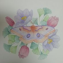 Mi proyecto del curso: Dibujo y composición naturalista en acuarela. Un progetto di Illustrazione tradizionale, Disegno, Pittura ad acquerello e Illustrazione naturalistica di Meritxell Soria - 14.03.2023