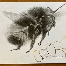 A Bumblebee in Charcoal . Naturalistic Illustration project by Patty - 03.15.2023
