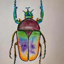 Escarabajo 🪲 Tahurina polychous Tomson. Watercolor Painting, and Botanical Illustration project by Lina Esmeralda del Castillo - 09.13.2022