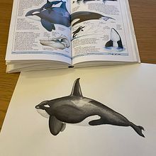 Il mio progetto del corso: Tecniche di illustrazione naturalistica: balene ad acquerello Ein Projekt aus dem Bereich Bildende Künste, Malerei, Aquarellmalerei und Naturalistische Illustration von giulia_nava7 - 16.03.2023