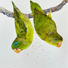 My project for course: Artistic Watercolor Techniques for Illustrating Birds. Traditional illustration, Watercolor Painting, Realistic Drawing, and Naturalistic Illustration project by Cecilia Capestany - 03.16.2023