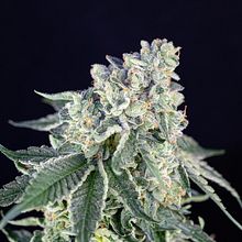 Cannabis Marketplace. Traditional illustration, Advertising, Photograph, and Digital Marketing project by Hannapy Social - 03.17.2023