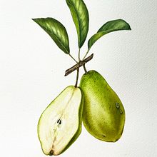 My project for course: Realistic Botanical Illustration: Escape to Nature. Projekt z dziedziny  Malarstwo, Malowanie akwarelą, R, sunek botaniczn, Ilustracja naturalist i czna użytkownika iguzelika - 17.03.2023