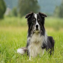 El perrito Fernández Ein Projekt aus dem Bereich Schrift, Kreativität, Stor, telling, Erzählung, Sachtexte, Literarisches schreiben und Kreatives Schreiben von Jesús Ceja Núñez - 12.03.2023