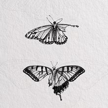 Insect Drawings . Digital Illustration project by Kate Beatham - 03.19.2023
