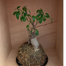 Mi proyecto del curso: Kokedamas: crea macetas naturales de musgo. Projekt z dziedziny Craft, Projektowanie wnętrz, Architektura krajobrazu,  Dekoracja wnętrz, DIY, Kompoz i cje kwiatowe i botaniczne użytkownika Jona Hortoneda - 19.03.2023