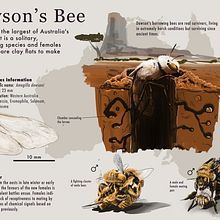 Dawson's Bee Infographic. Projekt z dziedziny Projektowanie informacji, Infografika i  Rysunek użytkownika jackcowley96 - 19.03.2023