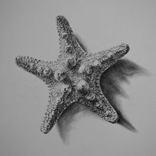 Naturalia - Pencil Drawings. Pencil Drawing project by Valentina Grilli - 03.19.2023
