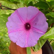 Habitación. Un projet de Cinéma, vidéo et télévision, Animation , et Conception de personnages de J. Marcelo Peña Yara - 20.03.2023