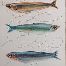 Il mio progetto del corso: Illustrazione di universi marini ad acquerello. Traditional illustration, Painting, Watercolor Painting, and Naturalistic Illustration project by supersilvia74 - 03.21.2023