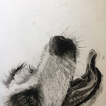 My project for course: Animal Illustration with Charcoal and Ink. Un proyecto de Bellas Artes, Dibujo, Ilustración con tinta e Ilustración naturalista				 de lauramac_88 - 22.03.2023