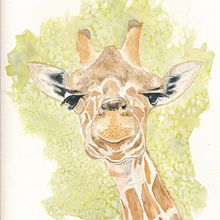 Giraffe. Projekt z dziedziny Trad, c, jna ilustracja, Malowanie akwarelą, R, sunek realist, czn, Ilustracja naturalist i czna użytkownika Rose Cheesman - 22.03.2023