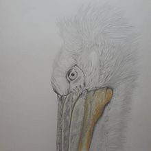 Mein Abschlussprojekt für den Kurs: Realistische Tierporträts mit Bleistift. Traditional illustration, Pencil Drawing, Drawing, and Naturalistic Illustration project by angela.slama - 03.22.2023