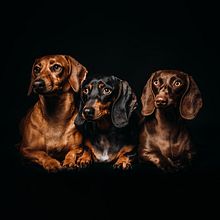 Mi proyecto del curso: Introducción a la fotografía de perros. Photograph, Portrait Photograph, Studio Photograph, Documentar, Photograph, Lifest, le Photograph & Interior Photograph project by nando_roig_peru - 03.23.2023
