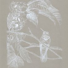 Colibrí Coruscans, Mi proyecto del curso: Acuarela de naturaleza: ilustra en negativo y positivo. Projekt z dziedziny Trad, c, jna ilustracja,  Sztuki piękne,  Malarstwo,  R, sunek, Malowanie akwarelą, R, sunek botaniczn, Ilustracja naturalist i czna użytkownika Natalia Zamora - 25.03.2023