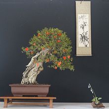 Punica Granatum.  project by Salvatore Liporace - 03.25.2023