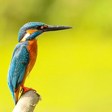 My project for course: Dip Pen and Ink Illustration: Capturing The Natural World. Een project van  Schetsen,  Tekening,  Artistieke tekening, Sketchbook,  Illustratie met inkt y Naturalistische illustratie van Matt W - 26.03.2023