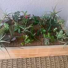 El jardín de Yaiza . Interior Design, L, scape Architecture, Decoration, DIY, Floral, and Plant Design project by Yaiza Alayon Alvarez - 03.26.2023