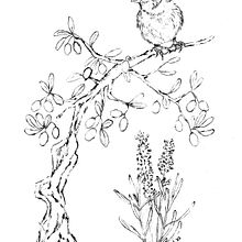 Mi proyecto del curso: Ilustración naturalista con pintura digital. Ilustração tradicional, Desenho, Ilustração digital, Desenho realista, Pintura digital e Ilustração naturalista projeto de Oscar Font i Amigó - 28.03.2023