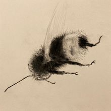 My project for course: Illustrating the Natural World with Watercolor and Charcoal. Un progetto di Illustrazione tradizionale, Pittura e Illustrazione naturalistica di aardkronkel - 29.03.2023