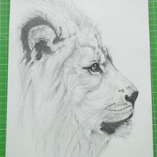 Il mio progetto del corso: Disegno naturalistico di animali con matita di grafite. Traditional illustration, Pencil Drawing, Drawing, and Naturalistic Illustration project by alessandra - 03.30.2023