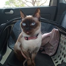 Mi proyecto del curso: Retratos de mascotas: técnicas para bordar pelaje Ein Projekt aus dem Bereich H, werk, Stickerei und Textildesign von Sofía Cavallasca - 31.03.2023