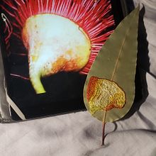 Corymbia Ficifolia. Un progetto di Ricamo e Textile Design di Sherilee Nickels - 01.04.2023