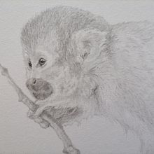 My project for course: Naturalistic Animal Drawing with Graphite Pencil. Un projet de Illustration traditionnelle, Dessin au cra, on, Dessin et Illustration naturaliste de bejuleo1 - 01.04.2023