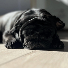 Instagram de @Pepuchi_Pug. Marketing, Social Media, Digital Marketing, Instagram, Content Marketing, Communication, Instagram Marketing, Br, and Strateg project by Jordi Farreras - 04.02.2023