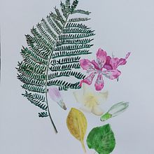 Flowers and leaves from the park. Projekt z dziedziny Trad, c, jna ilustracja,  Sztuki piękne,  Malarstwo,  R, sunek, Malowanie akwarelą, R i sunek botaniczn użytkownika Julia Romanenkova - 02.04.2023